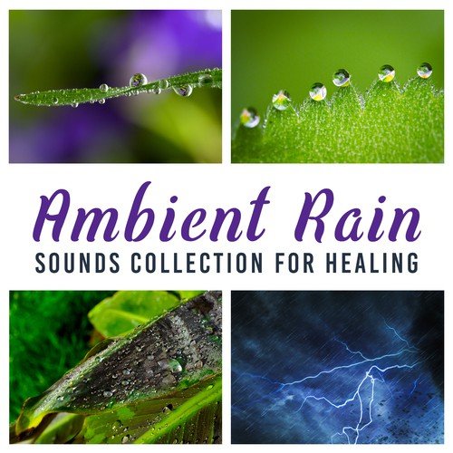 Ambient Rain Sounds Collection for Healing – 50 Tracks for Deep Sleep, Harmony with Nature, Calming Ocean Waves, Meditation for Well Being