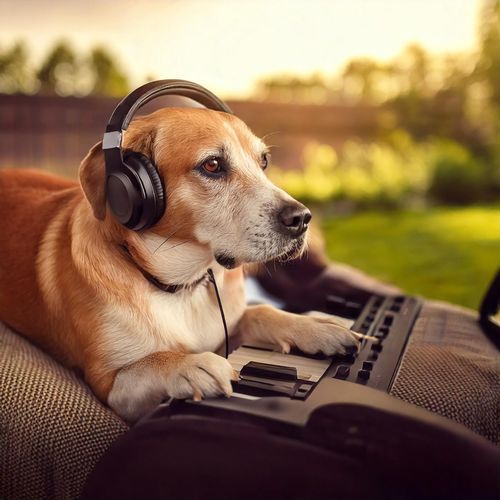 Peaceful Tones: Music for Dogs