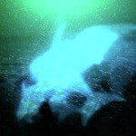 Drift Dive