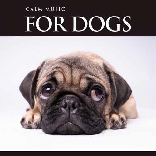 Music For Cats Ears