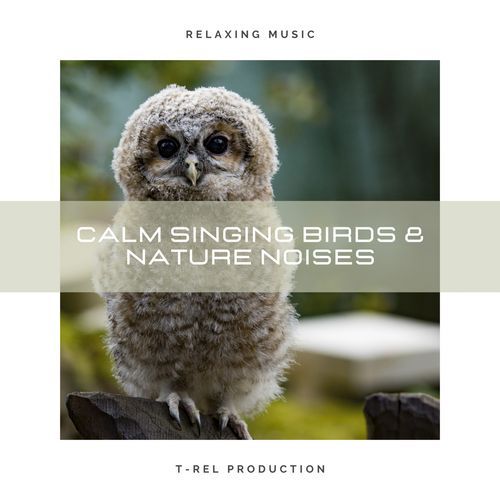 Calm Singing Birds & Nature Noises