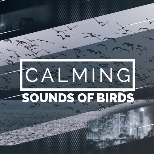 Calming Sounds of Birds