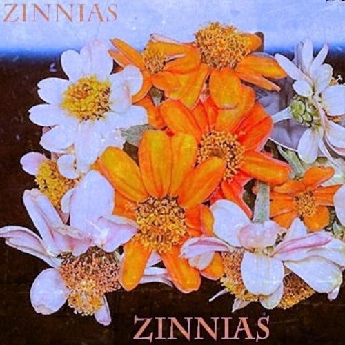 SPACE ZINNIAS cover art