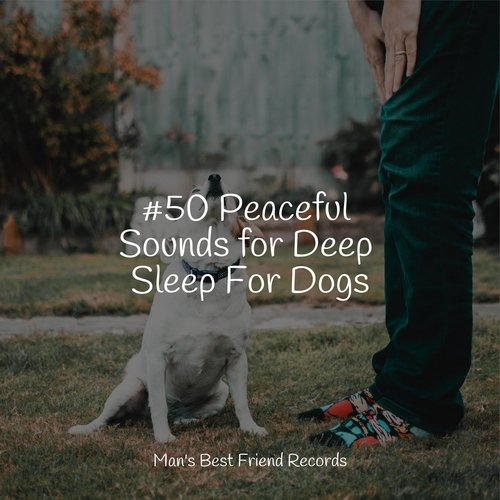 #50 Peaceful Sounds for Deep Sleep For Dogs_poster_image