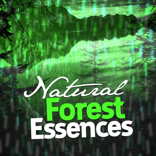 Natural Forest Essences