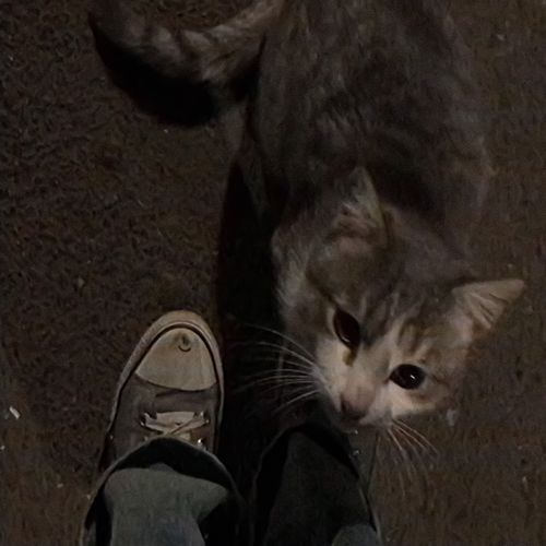 i meow u
