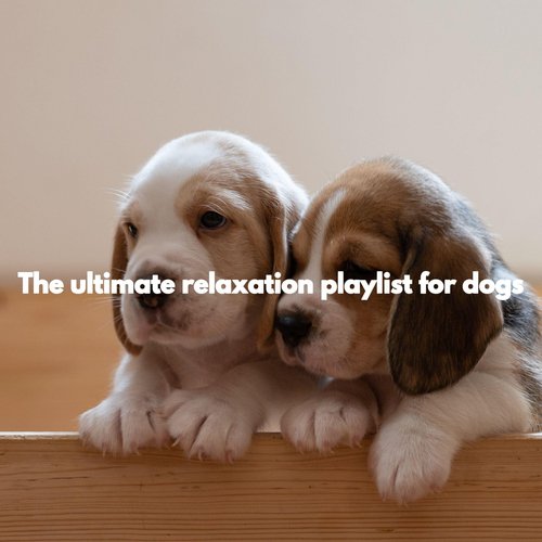The ultimate relaxation playlist for dogs