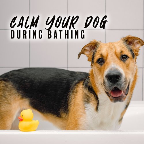 Calm Your Dog during Bathing_poster_image