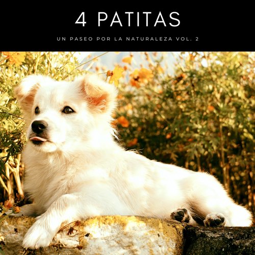 Suave Música Para Gatos cover art