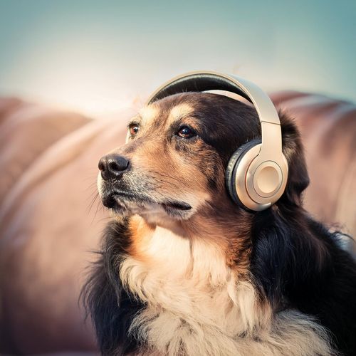 Canine Harmony: Peaceful Tunes for Dogs_poster_image