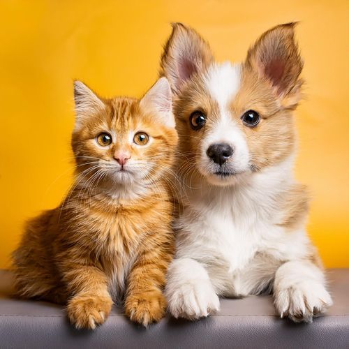 Cuerdas Para Mascotas Descansadas