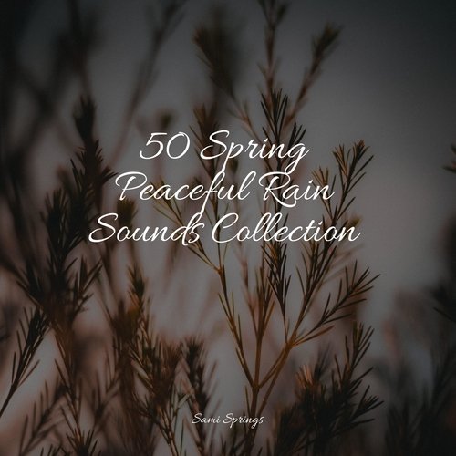 50 Spring Peaceful Rain Sounds Collection_poster_image