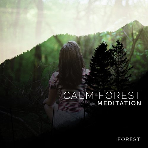 Calm Forest Meditation