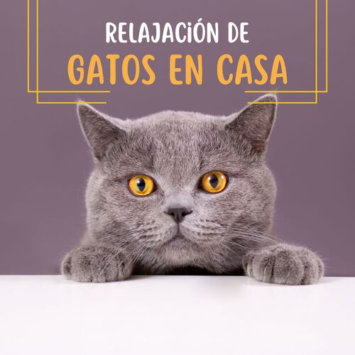 Gatos Especialistas cover art