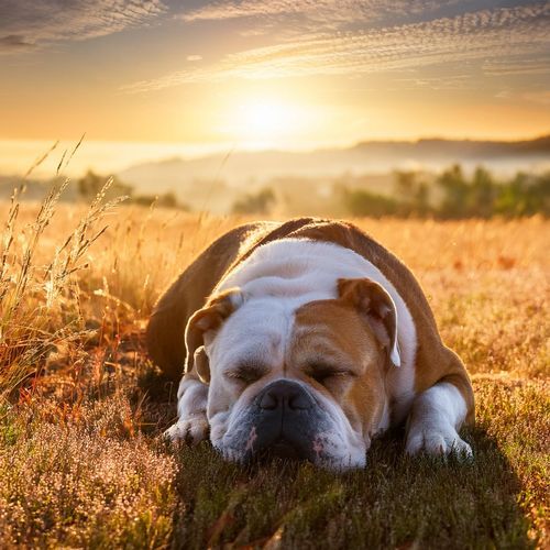 Guitarra Armoniosa Para Perros