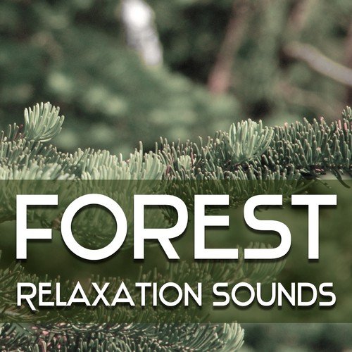 Forest Relaxation Sounds – Music to Calm Down, Bird Songs, Rest Music, Soft New Age Sounds