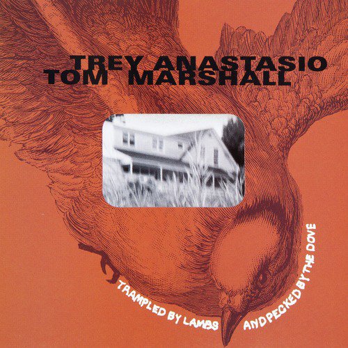 Trampled by Lambs and Pecked by the Dove