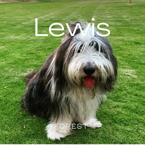 Lewis cover art