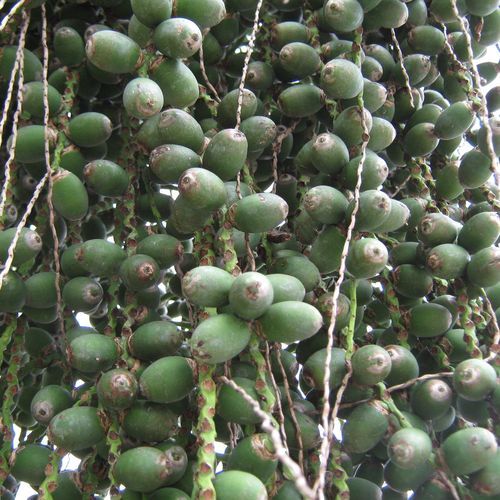 Seed Of Goodness