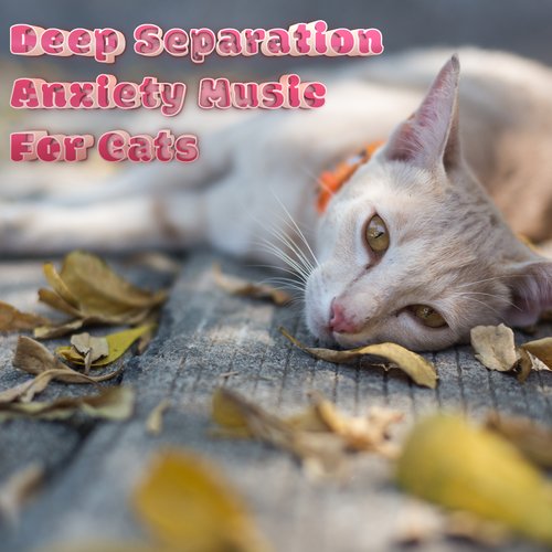 Separation Anxiety For Cats cover art