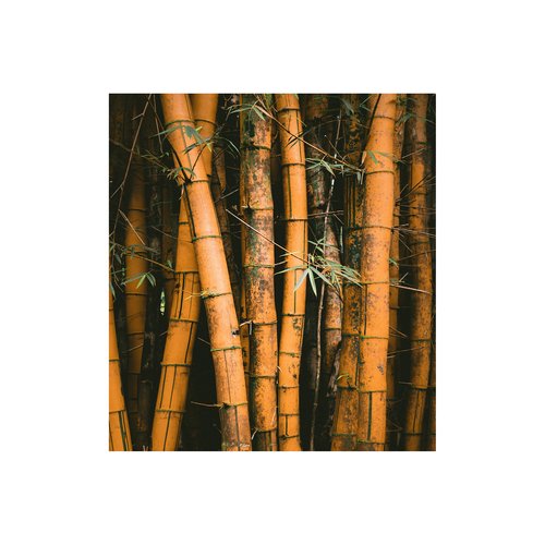 Bamboo cover art