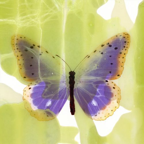 Butterfly Effect (feat. Bahneman Saikia) cover art
