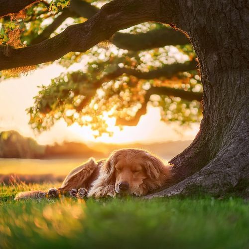 Guitarra De Noche De Perros