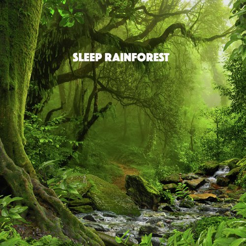 Sleep Rainforest