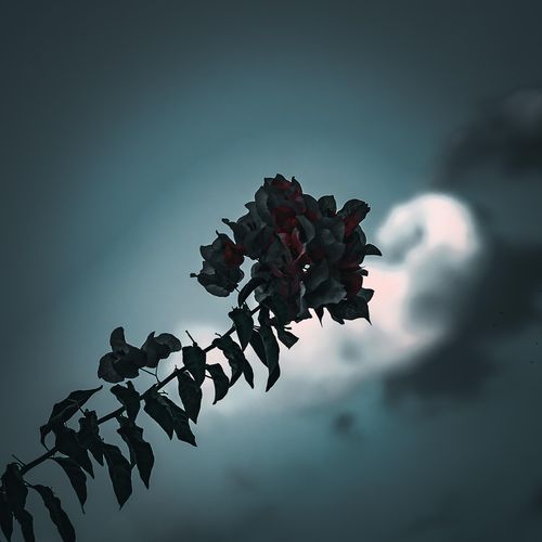 Idea 12 cover art