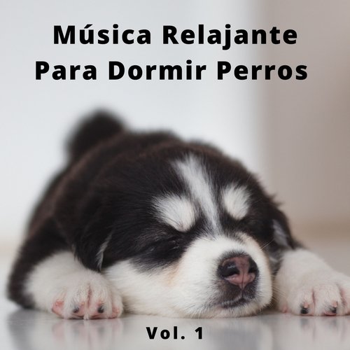 Música Para Gatos cover art