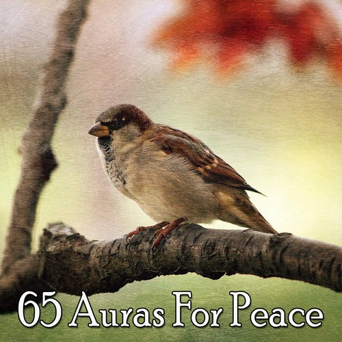 65 Auras For Peace
