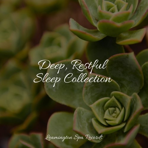 Deep, Restful Sleep Collection