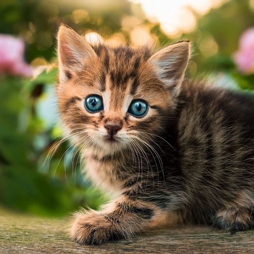 La Orquesta De Gatos Tranquilos