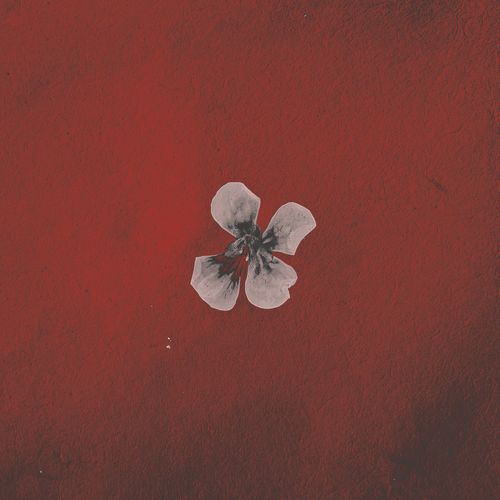 Maya - Acoustic
