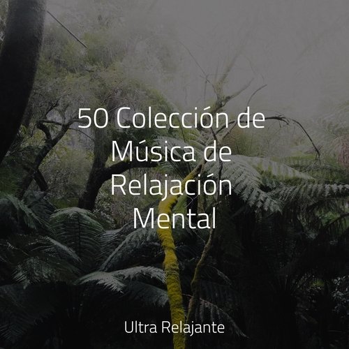 Viaje De Paz