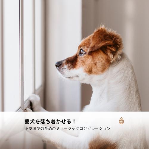 愛犬を落ち着かせる！不安減少のためのミュージックコンピレーション