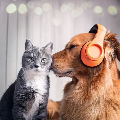Companion Tunes: Music for Pets' Calm