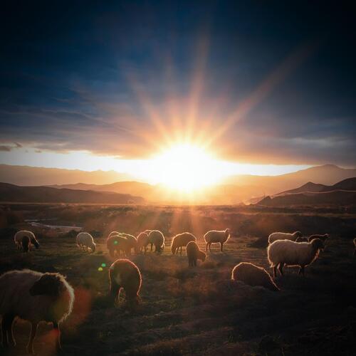 Peaceful Sleep and Insomnia Relief with Sheep Baaing and Nature Sounds_poster_image