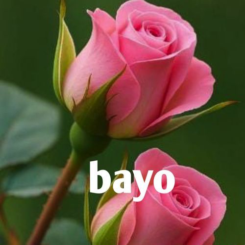 Bayo cover art