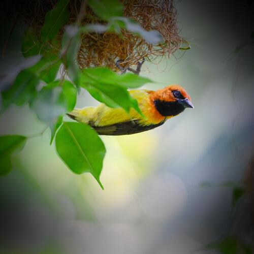 River and Birds in Forest Sounds for Better Sleep and Relaxation