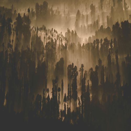 Three Trees cover art