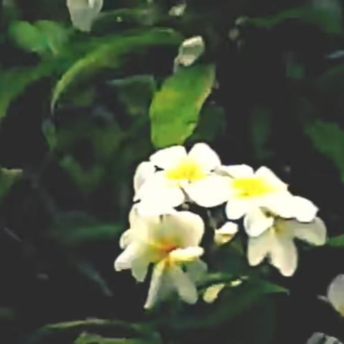 Flowers 2.0