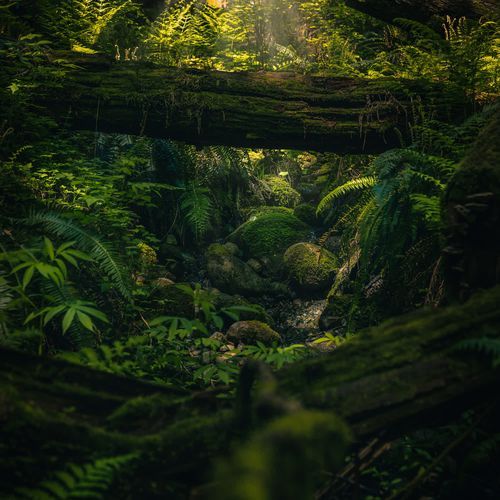 Springs