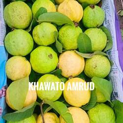 Khawato Amrud-FS8HQQ5hc18