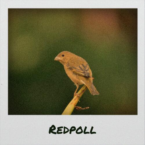 Redpoll cover art