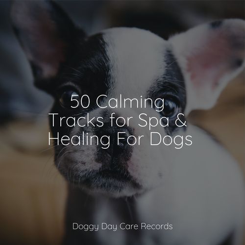 50 Calming Tracks for Spa & Healing For Dogs_poster_image