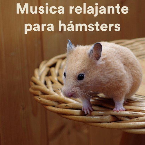 Deep Sleep Meditation for Hamsters