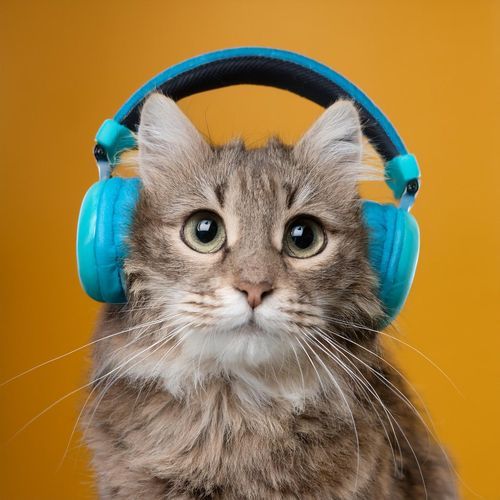 Música Para Gatos cover art