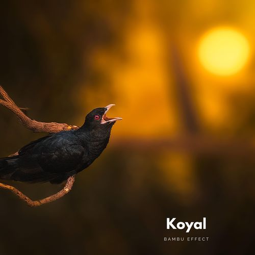 Koyal cover art