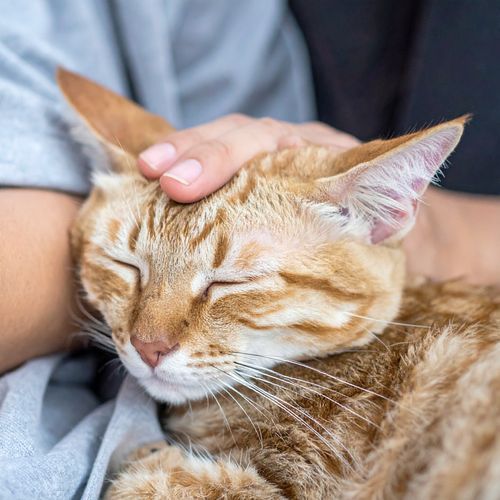 Sonidos De Serenidad Que Acompañan A Gatos Somnolientos cover art